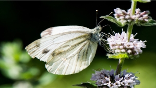 带晴字的女孩名字(带晴字的女孩微信名)