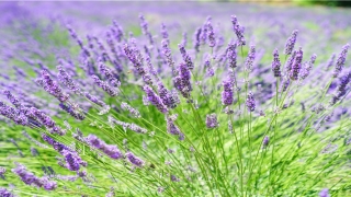 86年属虎带什么旺财(虎年春节不能少的4种“虎花”)