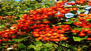 插科打诨是什么意思(插科打诨的意思是什么)