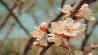解梦吉凶:鱼虾昆虫龟鳖(梦见龟鳖是什么意思,好不好,代表什么)