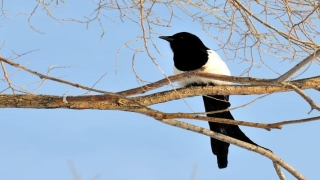 白静羽道长讲梅花易数第二期(梅花易数起卦七法之第二法)