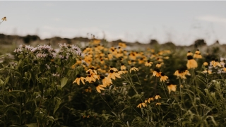 龙本命年的大忌(生肖龙真是的难以相信)
