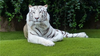 98年本命年是哪一年(98年的本命年是什么时候)