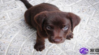 面相鼻子大好吗