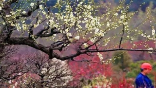 梅花树可以栽在院子里吗(庭院能种葡萄树吗)