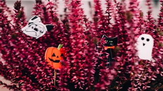 87年属兔婚配最佳属相(87年兔的婚姻)