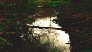 梦到老鼠泛滥成灾(做梦梦见洪水泛滥)