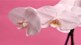 六爻占卜眼跳预测吉凶(眼皮跳占卜大全周易)_重复