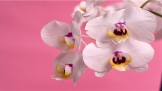 八点是什么时辰(每个时辰八刻详解)