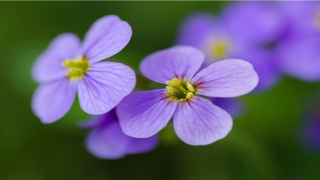 带木的名字女孩洋气点(带木字女孩大气的名字)
