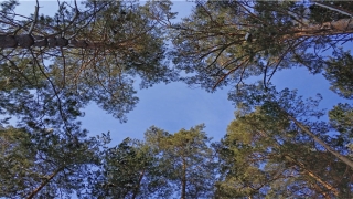 杯水车薪的意思是什么意思(杯水车薪什么意思解释)