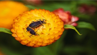 66年出生生肖适宜婚配(66年属马什么命)_重复