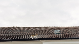 84年属鼠姻缘(食伤生财的女人婚姻)