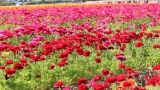 老婆梦见老公被蛇咬了(梦见老公的)