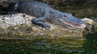 梦到老鼠进屋 驱赶老鼠(孕妇梦到老鼠进屋 驱赶老鼠)