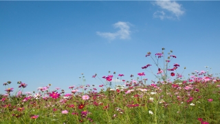 2021年生肖男吉运排行榜(2021年生肖运势详解)_重复