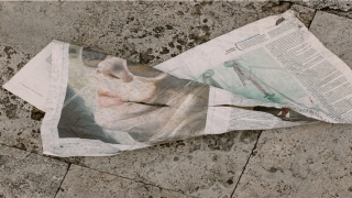 2020年1月生肖马运气如何(2020年运势)_重复