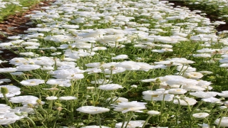 老爸早死了又梦见死了(梦见老爸快要死了什么预兆)