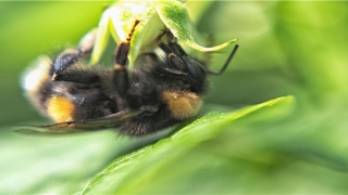 男人脸上十大吉痣(左眼尾长痣)