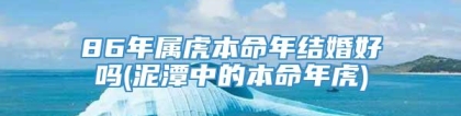 86年属虎本命年结婚好吗(泥潭中的本命年虎)