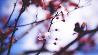 脸上胎记跟风水有关系吗(眉间有丑陋胎记)