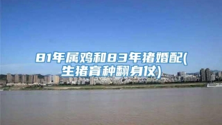 81年属鸡和83年猪婚配(生猪育种翻身仗)