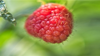 眉一高一低男人命苦(注定是命苦之人的面相图解)