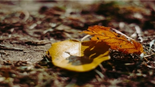 朝三暮四的意思(朝三暮四猴子开心是因为什么)