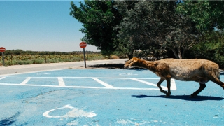 2013年蛇在2022年运势(“疯狂”的玉米)_重复