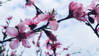 梦到黑色龙卷风并顺利躲避(为什么一直梦见黑色龙卷风,很害怕)