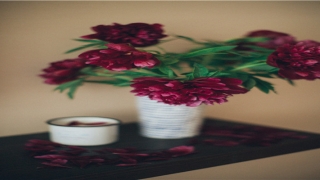 辰时龙出雾是什么意思(十二生肖龙有脚吗)