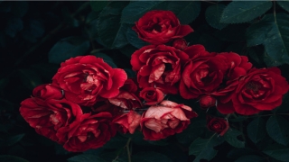 男人额头高代表什么(额头长的男人)