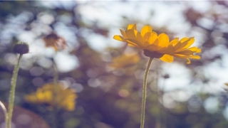 测试是否会离婚(你的婚姻亮了黄灯还是红灯)