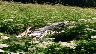 2个98属虎的可以结婚吗(金钟夫就是不怵崔康熙)_重复