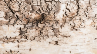 fate命运之夜天之杯3(哪位英灵死得最冤)