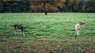 财运天降陆原梦瑶免费(天降巨富陆原李梦瑶)