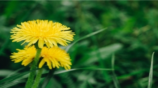 86年属虎男2022年婚姻状况(属虎的女生一定要找一个成熟的人结婚)