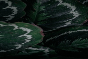 带天命的人是天上的神(爱廉说丨孔子的天空)