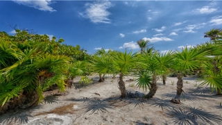 25岁属啥(属狗与属猪配婚怎么样)_重复