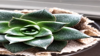 池字起名是什么意思(池姓好听的名字)