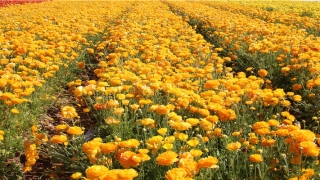 25岁属牛婚配(十二生肖几岁结婚最好)_重复