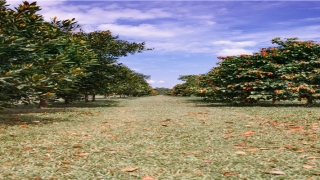 带火带木的男孩名字(什么字带火适合男孩)