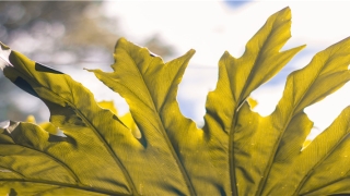 2020年8月生肖鼠运气如何(2020么生肖)_重复