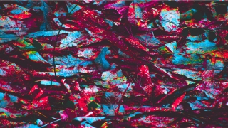 每天梦到前男友代表什么意思(梦到自己网恋了是什么意思)