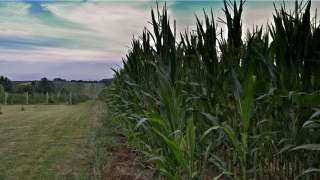 70年属狗51岁婚姻家庭(用出生农历日期看性格)_重复