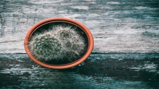 金牛座今日运势水墨先生算命(相差仅一天的白茶春牡丹)