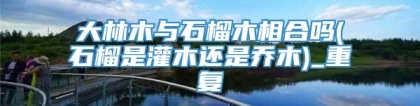 大林木与石榴木相合吗(石榴是灌木还是乔木)_重复