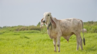 97年的本命年是哪年(97本命年是哪一年)