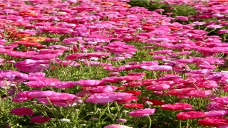 八字排盘星运(爱莎流年星运)