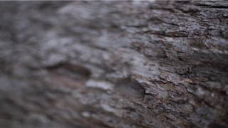 白天梦见掉牙齿是什么征兆(梦境是否预示着什么事情)